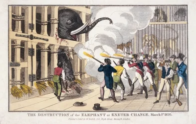 Die Zerstörung des Elefanten, der in Exeter zerstört wurde
